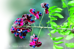 Majidea zanguebarica